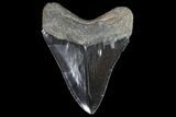 Serrated, Fossil Megalodon Tooth - Georgia #90149-2
